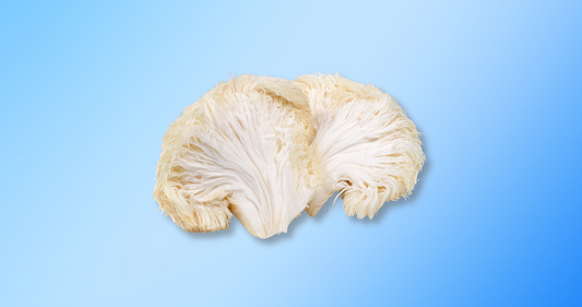 Unlocking the Power of Lion’s Mane for Focus and Brain Health